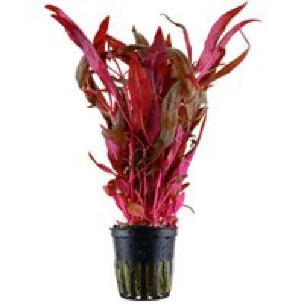 Aquaflora Alternanthera Reineckii Pink | Papegaaienblad | in 5 cm pot