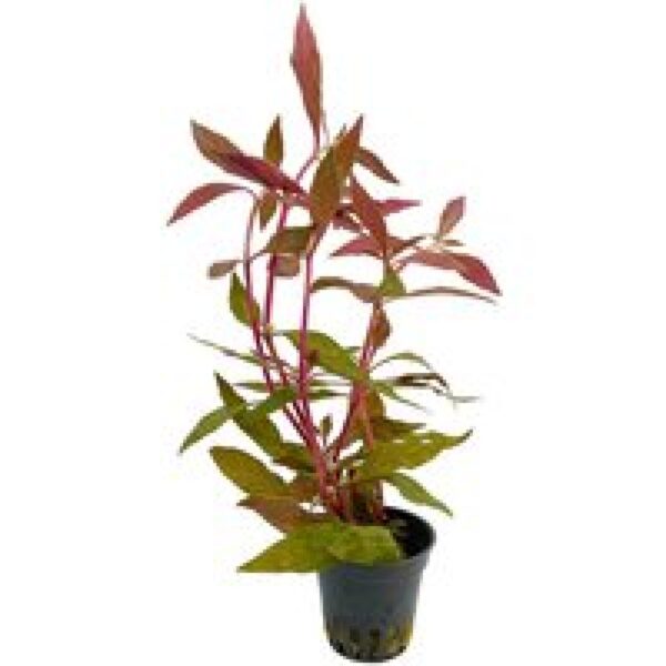 Aquaflora Alternanthera Reineckii Rosanervig | Papegaaienblad | in 5 cm pot