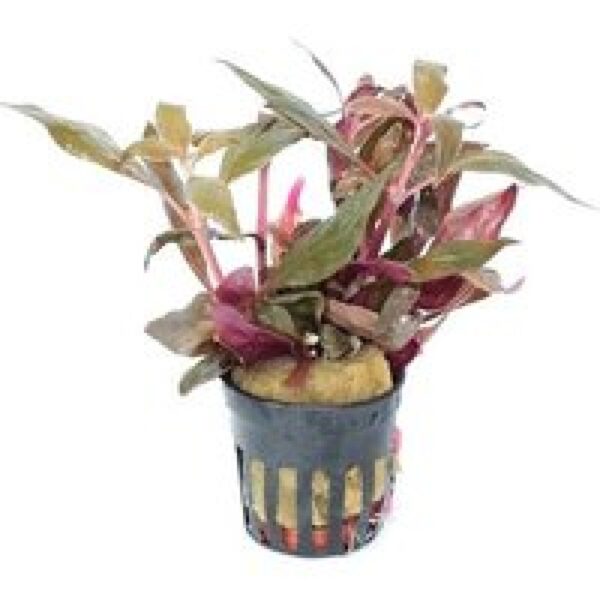 Aquaflora Alternanthera Rosaefolia | Rood Papegaaienblad | In 9CM pot