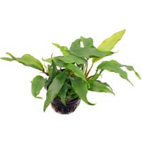 Aquaflora Anubias Barteri Var Glabra | Speerblad | in 5 cm pot