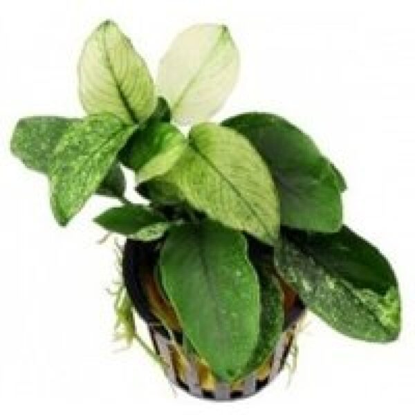 Aquaflora Anubias Nana Pinto | Dwergspeerblad | In 5 cm pot