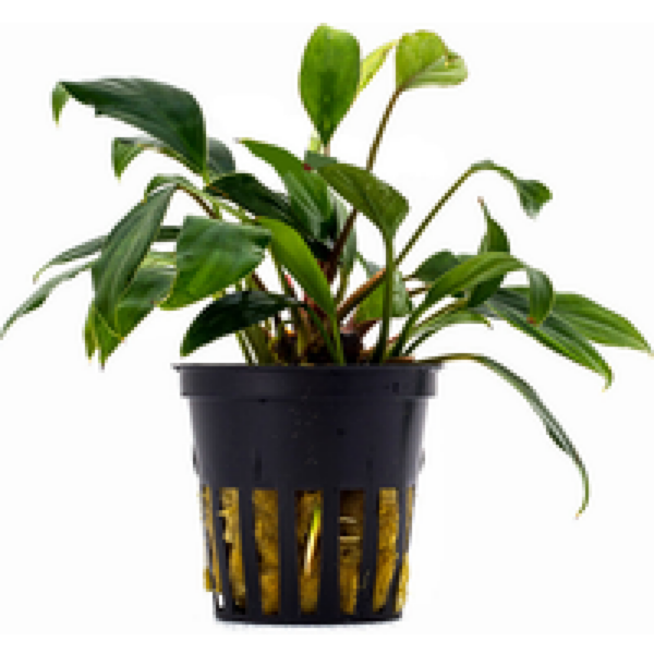 Aquaflora Anubias Sagittae | Speerblad | In 5 cm pot