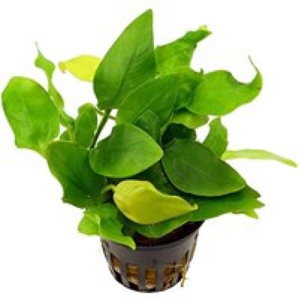 Aquaflora Anubias Species | Speerblad | In 5 cm pot