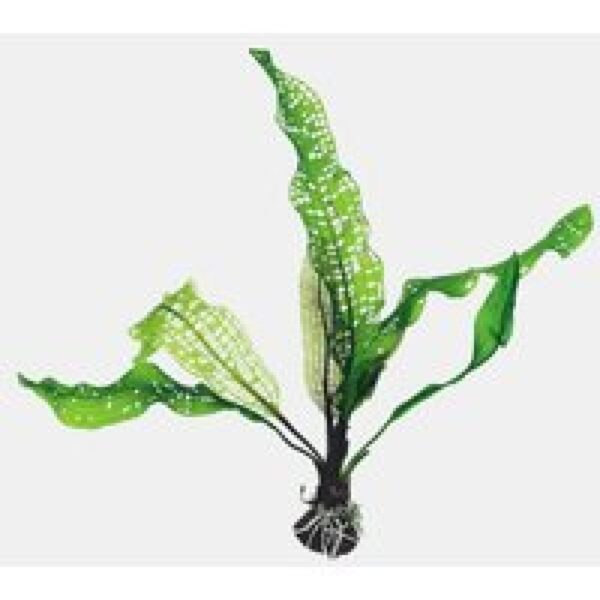 Aquaflora Aponogeton Fenestralis | Los