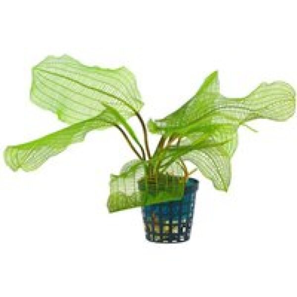 Aquaflora Aponogeton Fenestralis | in 5 cm pot