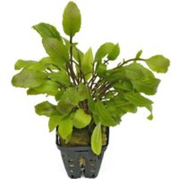 Aquaflora Armoracia Aquatica | in 5 cm pot