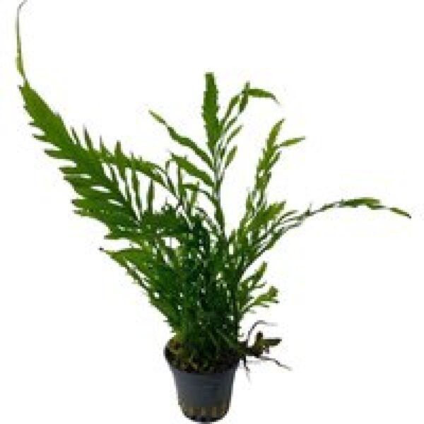 Aquaflora Bolbitis Heudelotii | Afrikavaren | in 5 cm pot