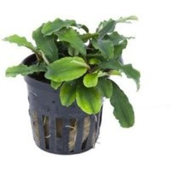 Aquaflora Bucephalandra Wavy Green | in 5 cm pot Waterplant
