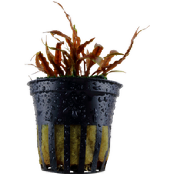 Aquaflora Cryptocoryne Albida | in 5 cm pot