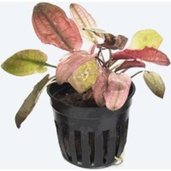 Aquaflora Cryptocoryne Flamingo | In 5 cm pot Waterplant