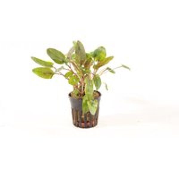 Aquaflora Cryptocoryne Tropica | in 5 cm pot Waterplant