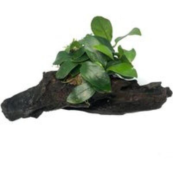 Aquaflora Driftwood met Anubias | Nano Waterplant