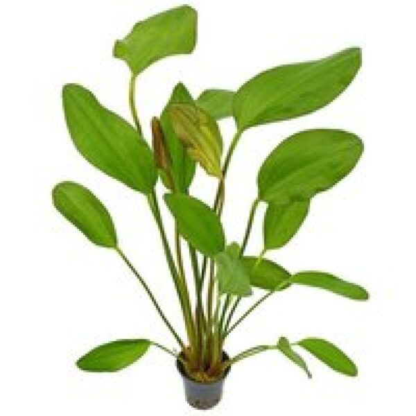 Aquaflora Echinodorus Red Chili | in 5 cm pot