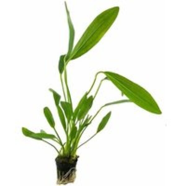 Aquaflora Echinodorus Uruguayensis | in 5 cm pot