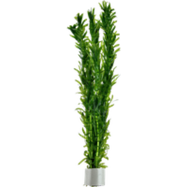 Aquaflora Egeria densa | In Terracotta Pot