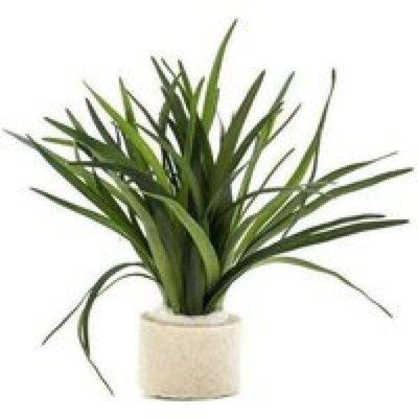 Aquaflora Eriocaulon sp Dong Ha | In 5 cm pot