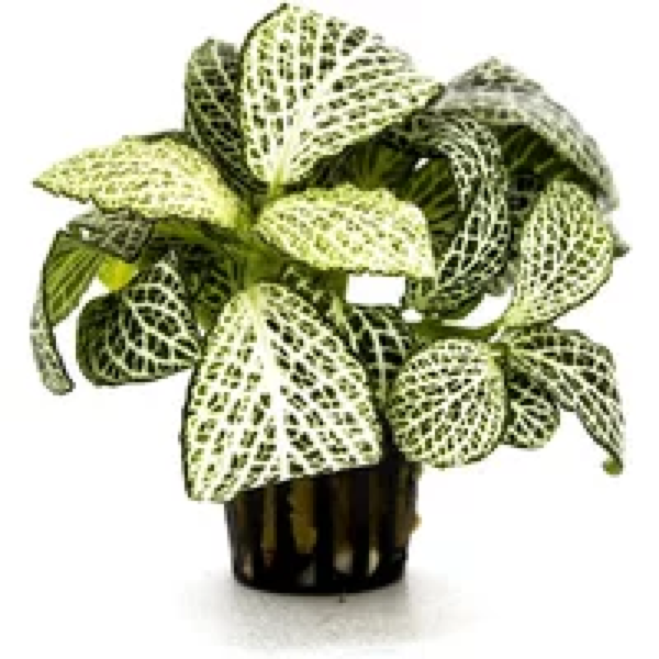 Aquaflora Fittonia ‘Mini White’ In 5 CM Pot