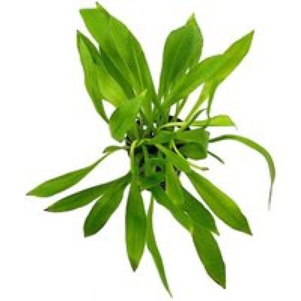 Aquaflora Helanthium Bolivianum Magdalenensis | in 5 cm pot P5 Pot