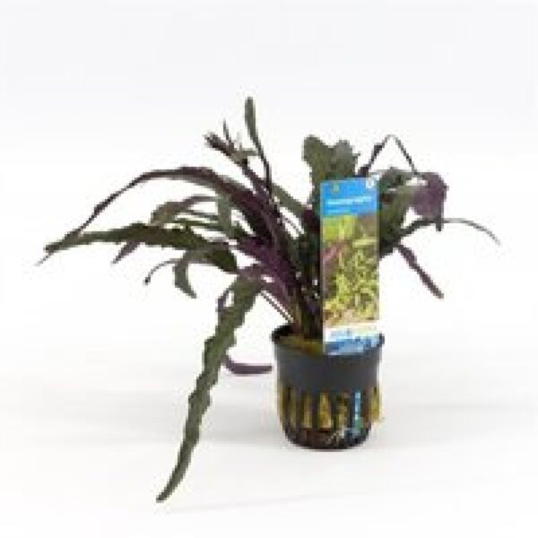 Aquaflora Hemiographis Colorata Exotica | in 5 cm pot