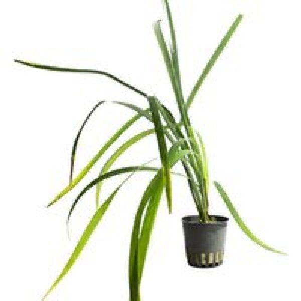 Aquaflora Ophiopogon Japonica Giganthea | in 5 cm pot
