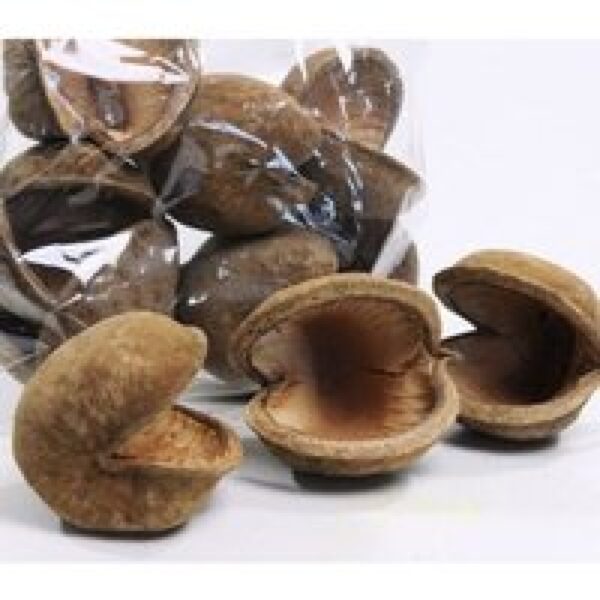 CeramicNature Buddha Pod natuurlijke schuilplaats M en XL voor aquarium en terrarium M 8-13 cm