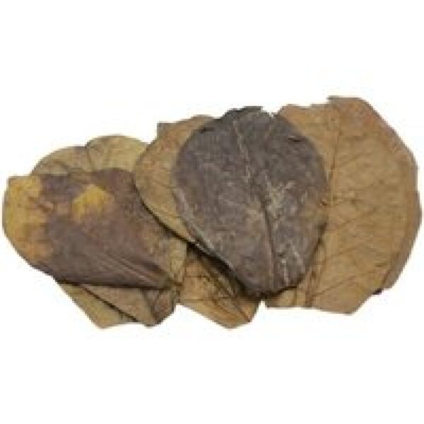 CeramicNature Catappa bladeren Nano 10x 10|11 cm 10-11 cm