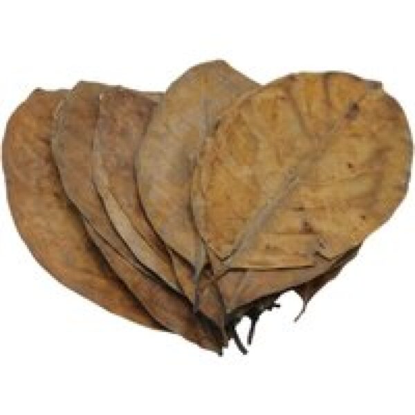 CeramicNature Jackfruit bladeren 20x | natuurlijke bladeren voor Aquaria en Terraria 12-19cm