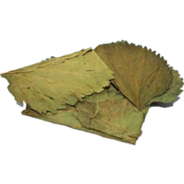 CeramicNature Mulberry bladeren 10x voor zoetwateraquaria en terraria 8-15cm