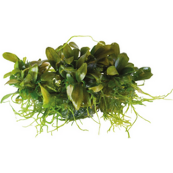 Easy Grow Bucephalandra Serimbu Brown | In Vitro Cup