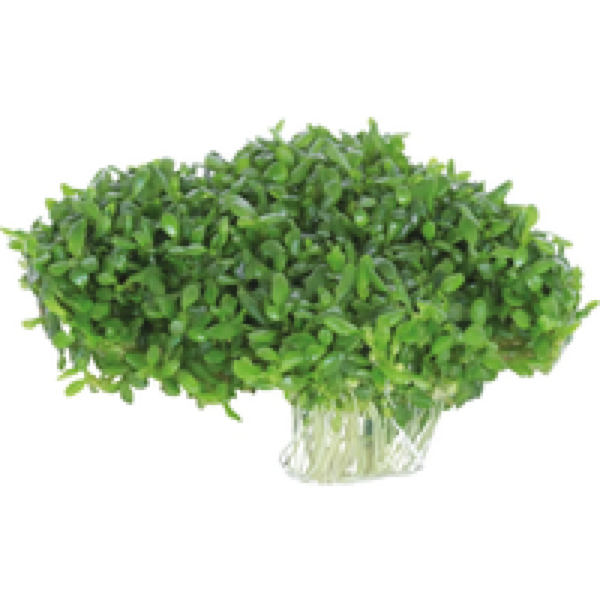 Easy Grow Elatine hydropiper | Klein glaskroos | in vitro cup