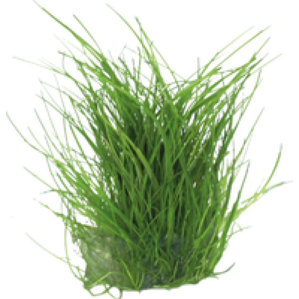 Easy Grow Eleocharis Acicularis | Naaldgras | in vitro cup