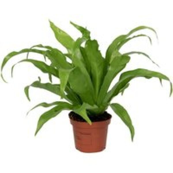 Junai.nl Asplenium antiquum – 12 cm pot, 25 cm hoog