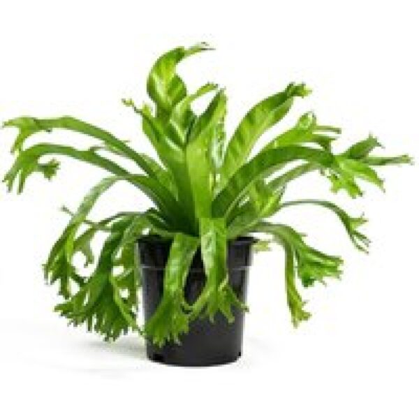Junai.nl Asplenium nidus ‘Crissie’ nestvaren in 12 cm pot – 25 cm hoge luchtzuiverende plant
