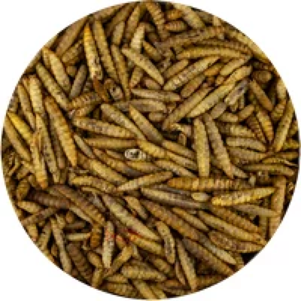 Junai.nl BSF Buddies 160 gram