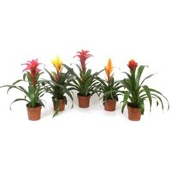 Junai.nl Bromelia gemengd - Terrariumplant 5 cm pot, verschillende soorten | Per stuk