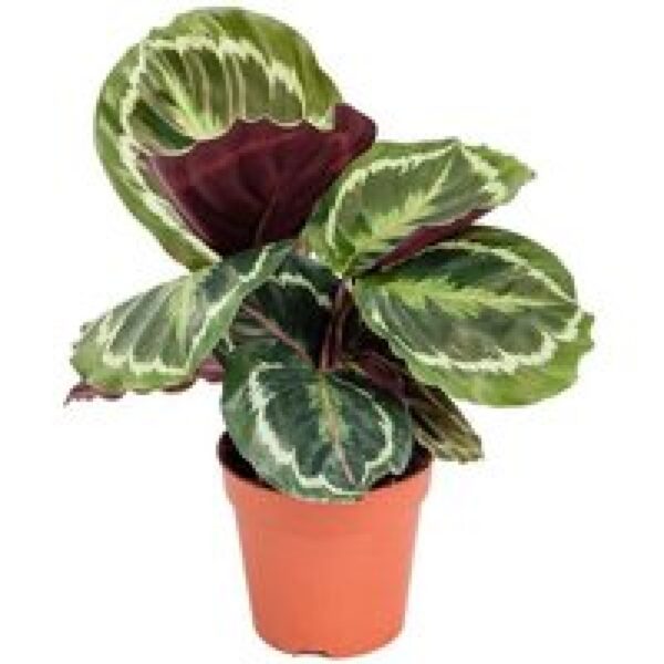 Junai.nl Calathea Medaillon - Terrariumplant 7 cm pot, circa 15 cm hoog
