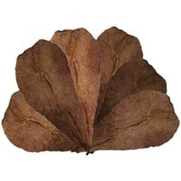 Junai.nl Catappa Leaves 50 Stuks 18-28cm