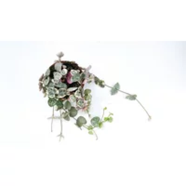 Junai.nl Ceropegia Woodii Variegata in 9 cm pot – 15 cm ranken, 9 stekken mix