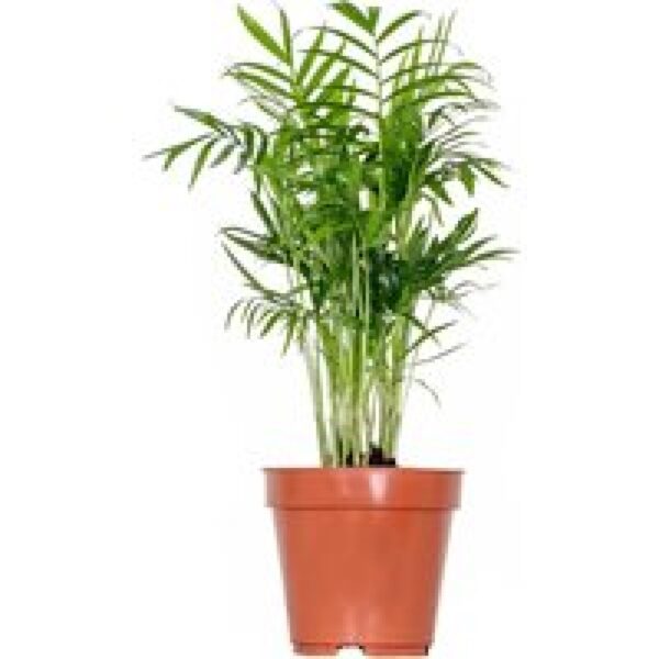 Junai.nl Chamaedorea Elegans | In 14 cm pot