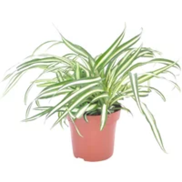 Junai.nl Chlorophyturns Comosum Atlantic | In 12 cm Pot