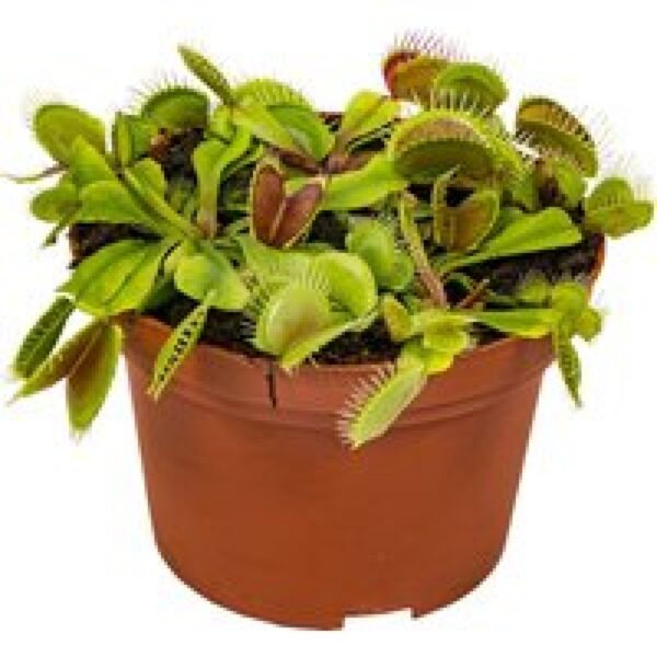 Junai.nl Dionaea muscipula (Venusvliegenval) – vleesetende plant in 9 cm pot