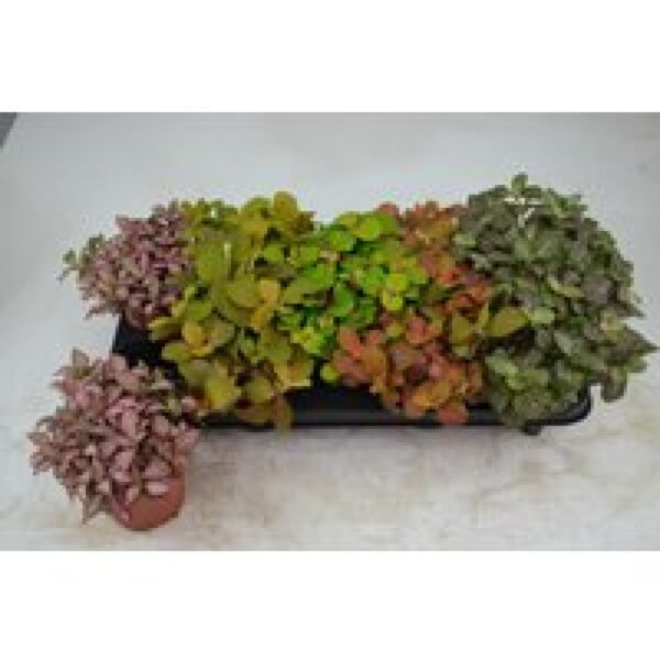 Junai.nl Fittonia mix in 12 cm pot – diverse kleuren, 17 cm hoge mozaïekplant met 8 stekken