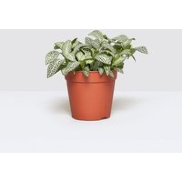 Junai.nl Fittonia ‘White Flame’ in 5 cm pot – 12 cm hoge mini mozaïekplant met 4 stekken