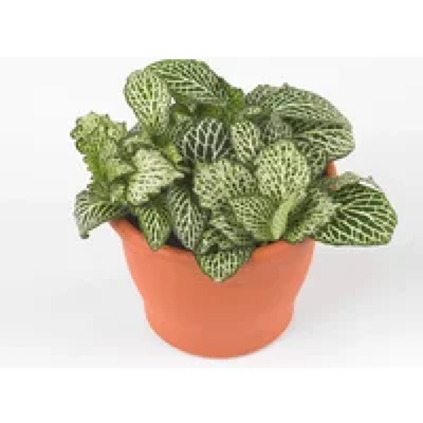 Junai.nl Fittonia ‘White Whisper’ in 5 cm pot – 12 cm hoge mini mozaïekplant met 3 stekken