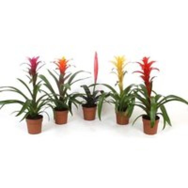 Junai.nl Guzmania Mix Per Stuk | In 12 cm pot