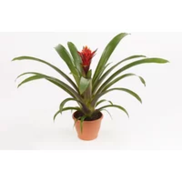 Junai.nl Guzmania Punta | In 12 cm pot
