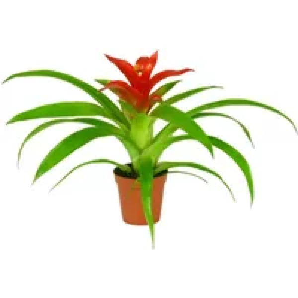 Junai.nl Guzmania Tempo | In 9 cm pot