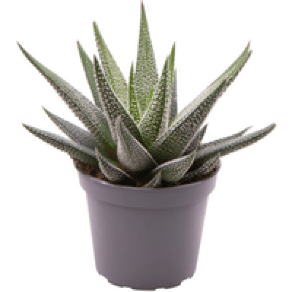 Junai.nl Haworthia Concolor | In 10 cm Pot