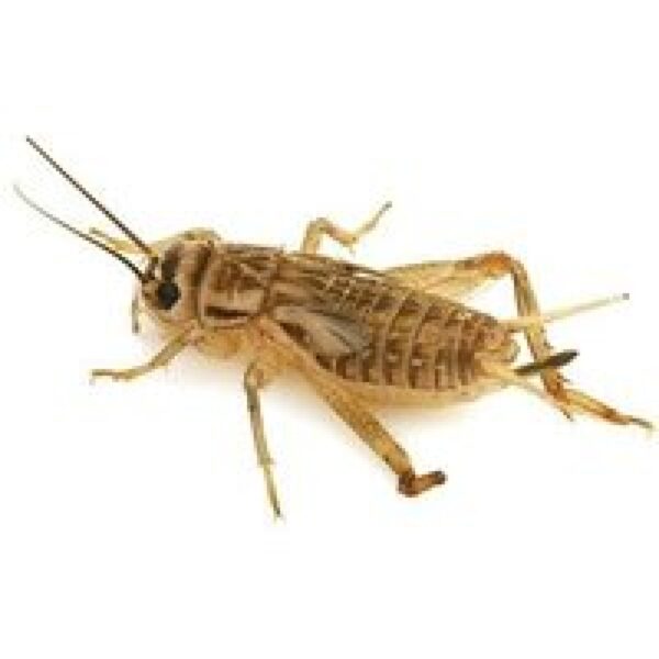 Junai.nl Huiskrekels Acheta domesticus – Bulk reptielenvoer Maat 4 – ca. 1080 stuks