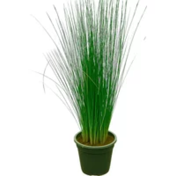 Junai.nl Juncus Pencil Grass | In 12 cm pot